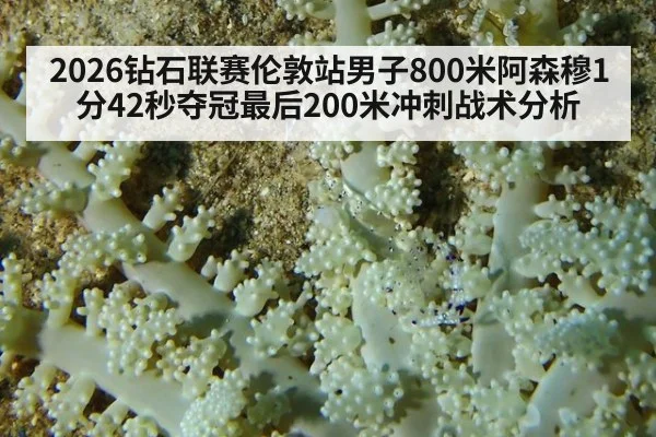 2026钻石联赛伦敦站男子800米阿森穆1分42秒夺冠最后200米冲刺战术分析